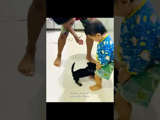 Puppy  Pulls Off the Toddler’s Short | #shorts