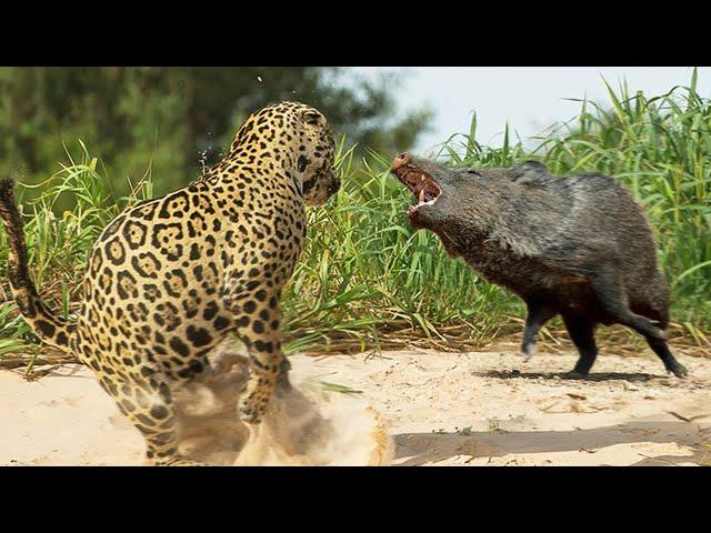 These pigs fight back against JAGUAR and Puma! Peccary —  Hot-tempered, fanged bandits!