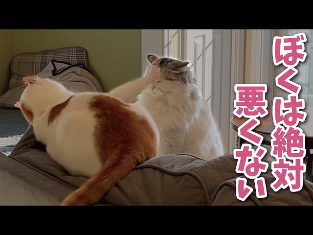 Here is a cat who insists he is the victim [Cat speaking in Kansai dialect] [Cat dubbing]