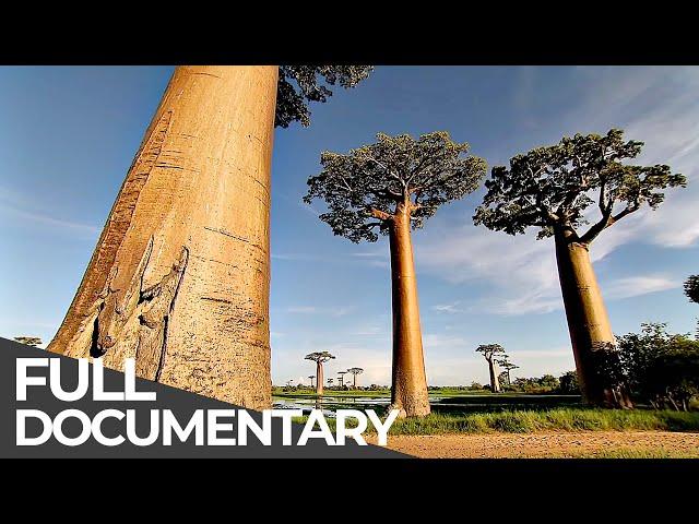 Amazing Quest: Stories from Madagascar | Somewhere on Earth: Madagascar | Free Documentary