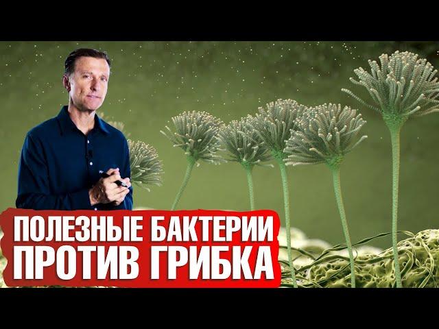 Здоровая микрофлора кишечника: как восстановить микробиом