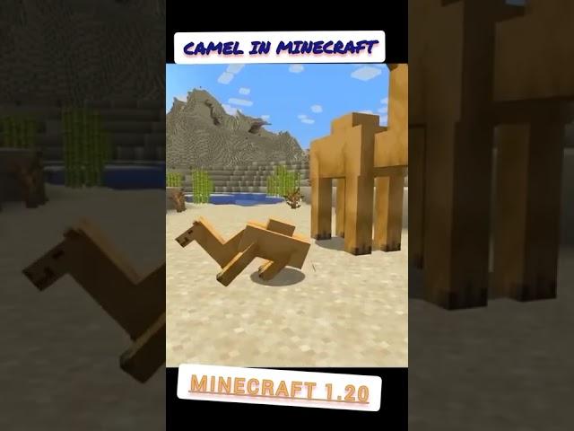 camels in Minecraft 1.20 || new update coming soon #shorts #minecraft #camel #newminecraftvideo