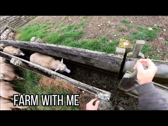 Sorting Sheep in New Zealand