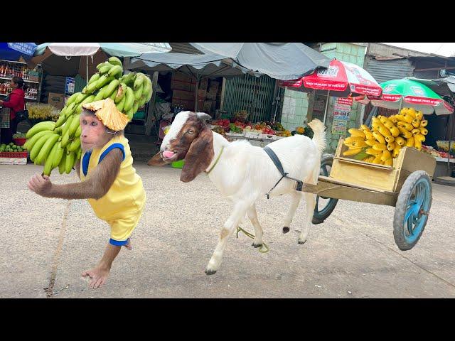 Cutis take Goat harvest go market sell! Best Compilation Full Video