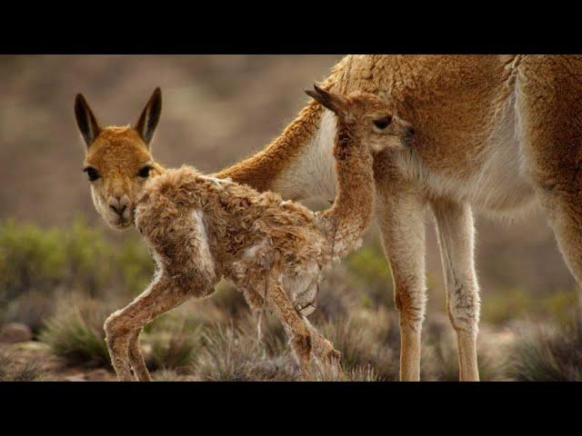 LOS ANDES SALVAJES: SUPERVIVENCIA EXTREMA - Grandes Documentales