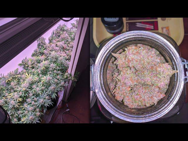 How I Grew Organic Cannabis In My Closet: God Bud and Strawberry Cough Strains