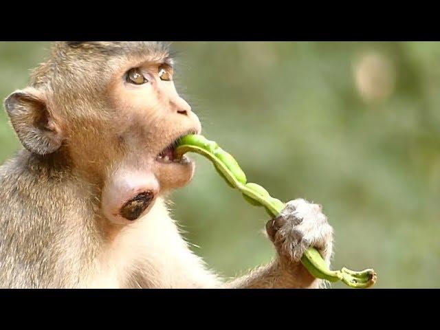 Help !! Help Big Injured Spring Monkey | Pouch Baby Monkey | Monkey App