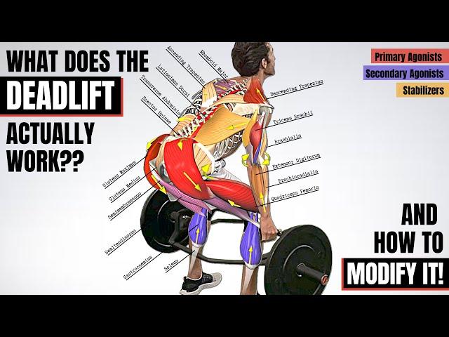 BEFORE YOU DEADLIFT, Understand the Anatomy Behind It! (Which Muscles It Works & How to Modify It) 