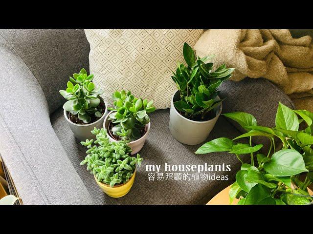   我的盆栽們 容易照顧的室內植物推薦 My houseplants | Easy-care indoor plants ideas