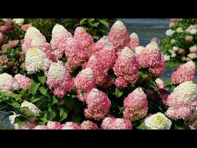 5 Must-Have Proven Winners Hydrangeas to Plant this Fall