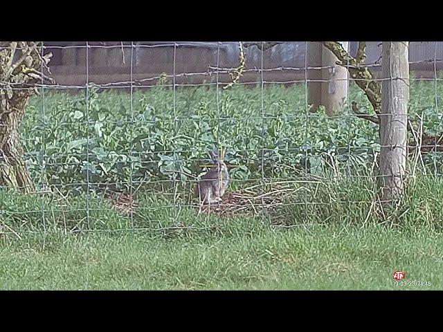 SUB 12 RABBIT CONTROL MASTERCLASS