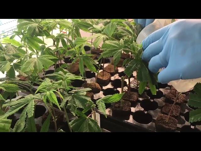 Inside Michigan's first medical marijuana mega grow operation