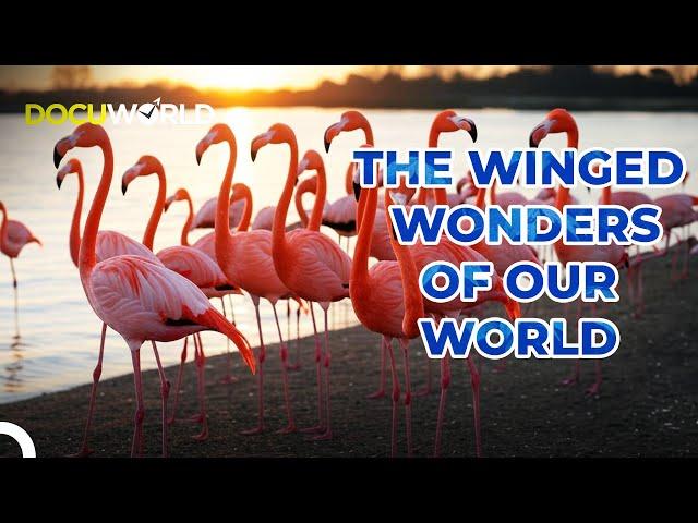 "The Untold Special Powers of Winged Wonders | Special Forces