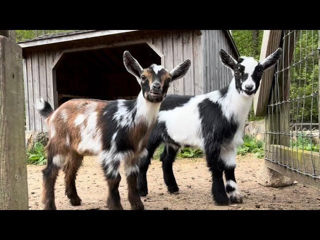 25 little goats have the zoomies