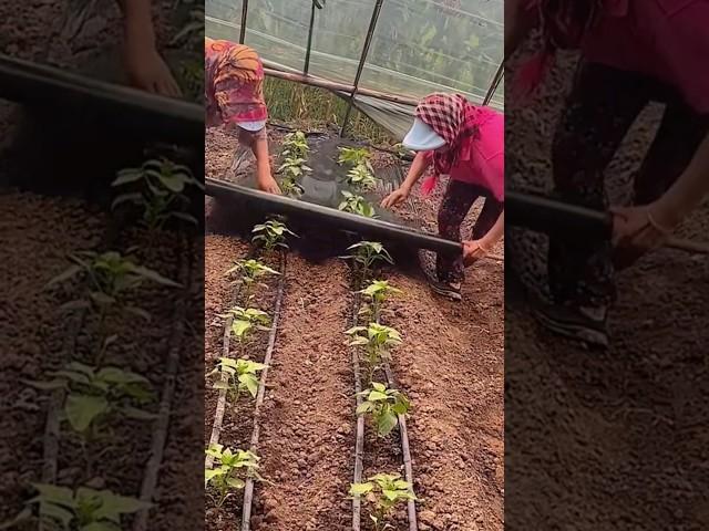 Vegetables Farming #satisfying #shortsvideo