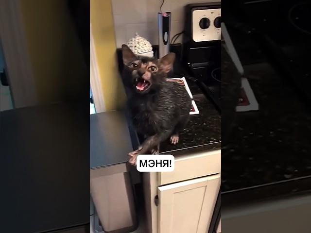 Котик попал - дочь по залёту, часть 2 Апргейд субтитроа, озвучка до слёз #котики
