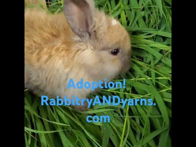 angora boy bunny seeking forever home