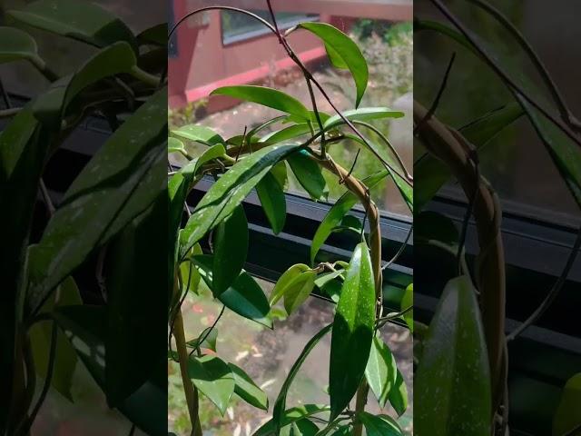 hoya pubicalyx splash on a trellis #houseplants #plants #indoorplants #plantlover #plantcare