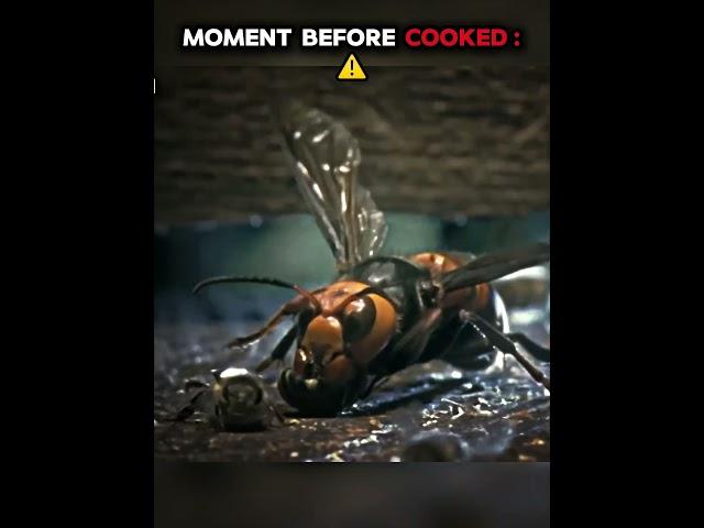 hornet vs bees #edit #trollface #troll