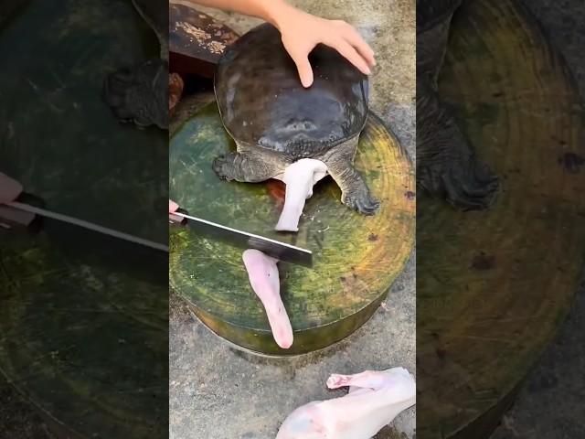 Amazing Turtle Cutting Technique  #shorts