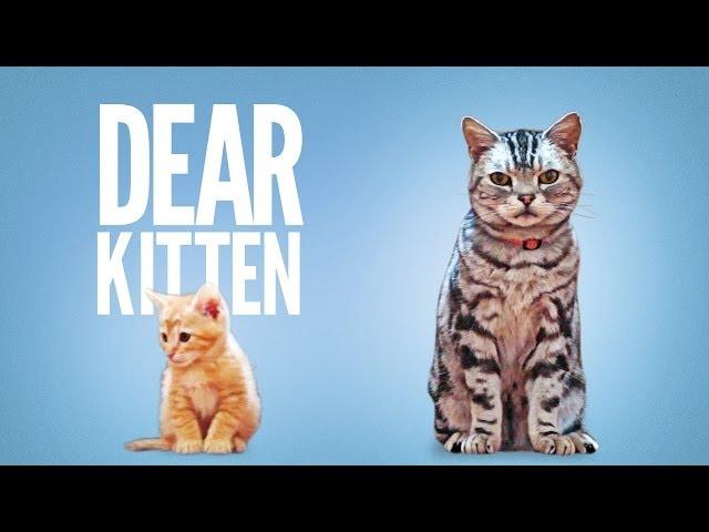 Dear Kitten