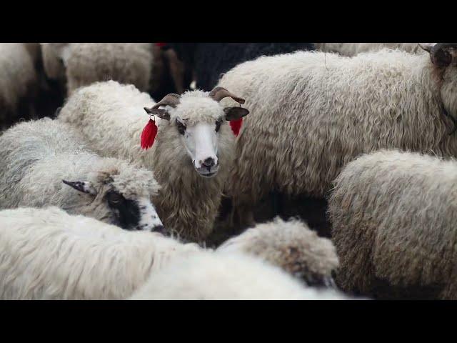 Розлучення овець в селі Лазещина. Гуцули завершили літування в Карпатах