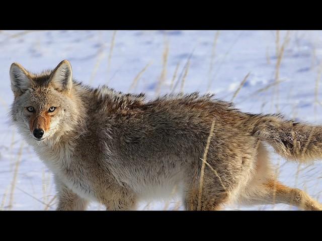 The Best Coyote Hunting Footage On Youtube | 4k Ultra HD Action Packed Snow Hunts