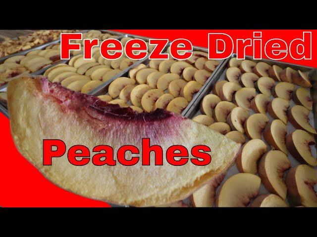 Freeze Drying Home Grown Peaches From Palisade Colorado!