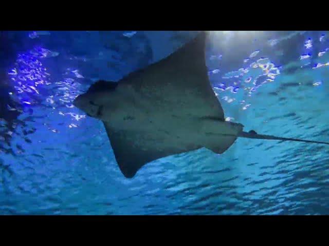 4k Relaxing Aquatic Ambient + Music and Nature Video #fishlaw1