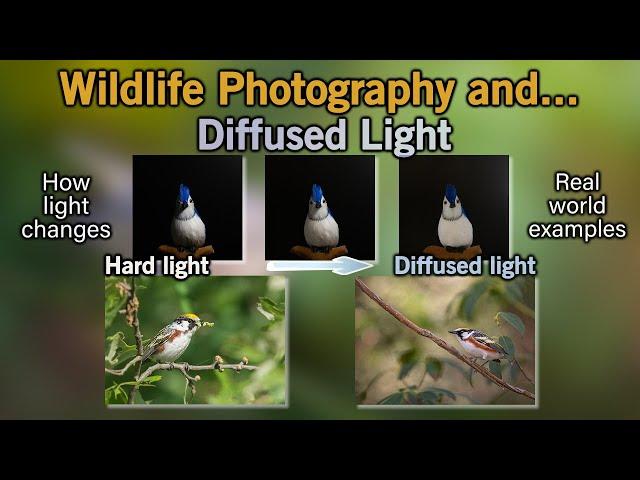 Diffused Light for Wildlife Photography