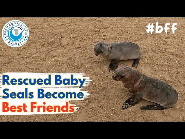 Rescued Baby Seals Become Best Friends