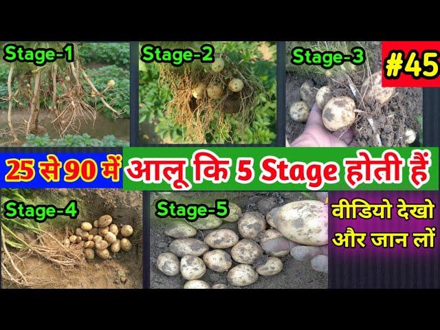 आलू का किस स्टेज पे कैसा size होता है //potato size increase //आलू की खेती // real farmer education