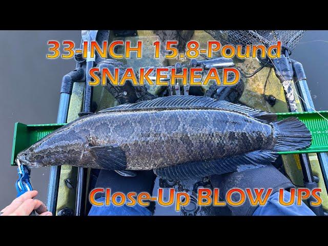 16-Pound Snakehead & Close Up BLOW UPs! Tips for Topwater Snakehead Fishing on the Chesapeake