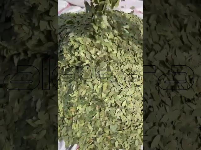 THE BEST TURKISH DRIED BAY LEAVES GREENISH