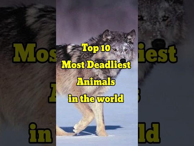 Top 10 Most Deadliest animals in the world
