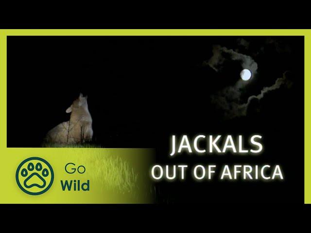 Jackals Out of Africa - Go Wild
