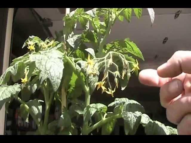 Tomato plant cloning howto, and how to get many more tomatoes off your one plant.