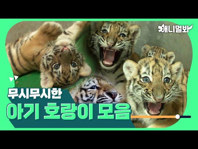 아이코 무서워 아기 호랑이 모아보기ㅣOh I’m scared  Baby Tigers Compliation 