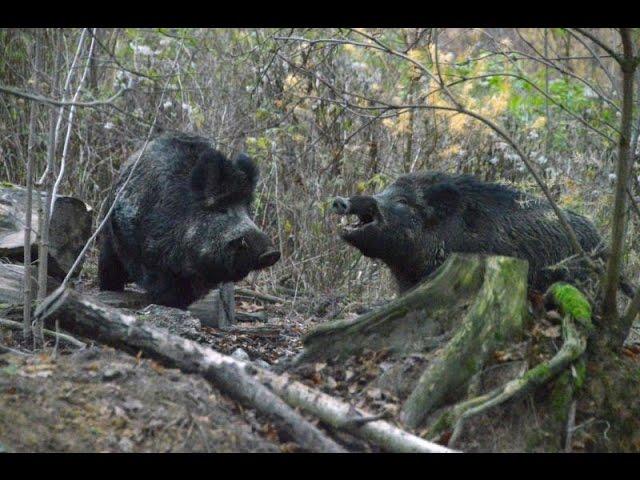 Wild Boar Fight 2017