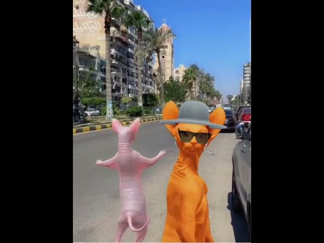 #cat #lol #crazy #funny #catimama #kitten #cute #sphynx #explore