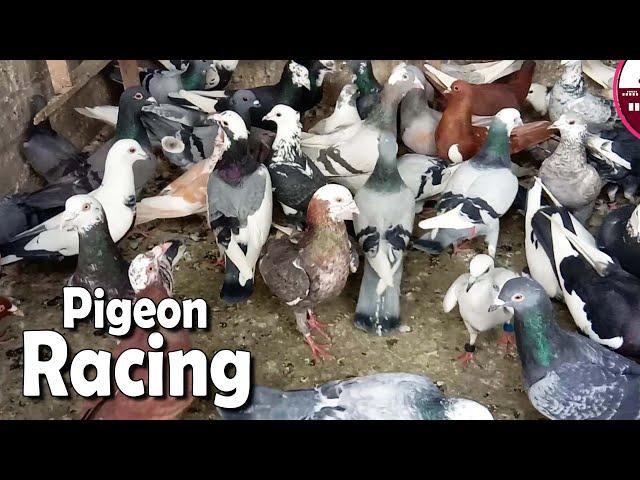 Welcome Se Wakeel Khalifa Ka Kabutar Gayab | Racing Pigeon | Delhi Ki Kabootar Bazi