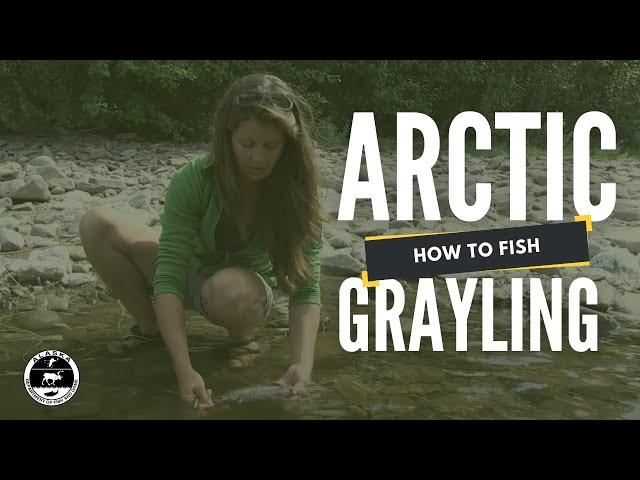 How to Fish for Arctic Grayling