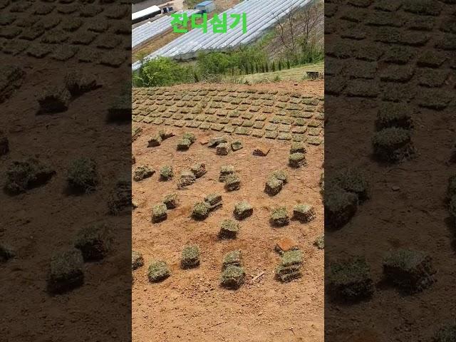 잔디 심는 방법 사후관리  생각하며