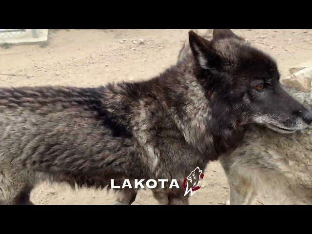 Lakota - Wolf Connection