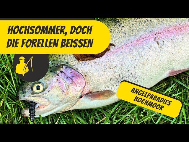 Hochsommer - doch die Forellen beißen!