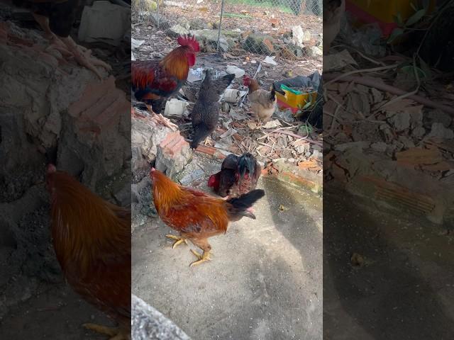 Những con gà mào đẹp ăn thóc siêu đáng yêu #congiday #chicken #chickens #animals