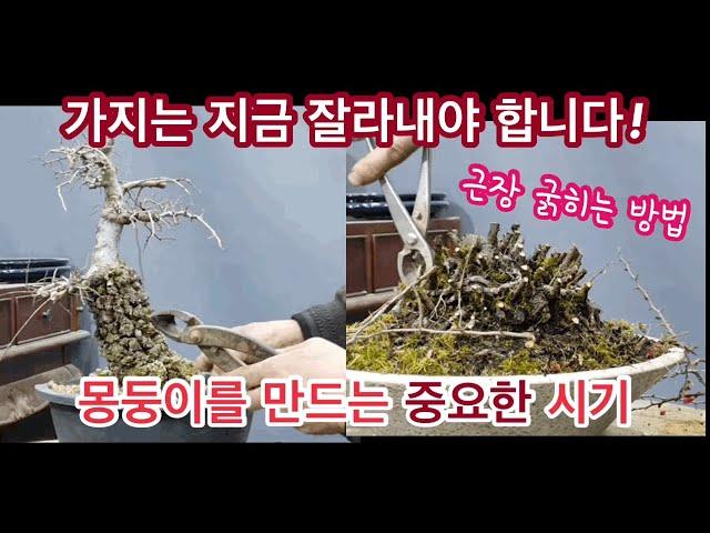 분재소재만드는방법/근장굵히는방법