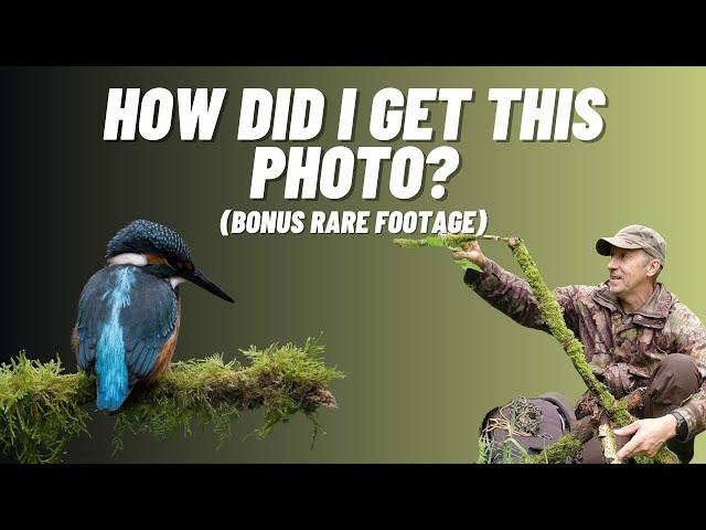 Creating the Perfect Setup for Kingfisher Photos (Plus Rare Footage and Channel Update)