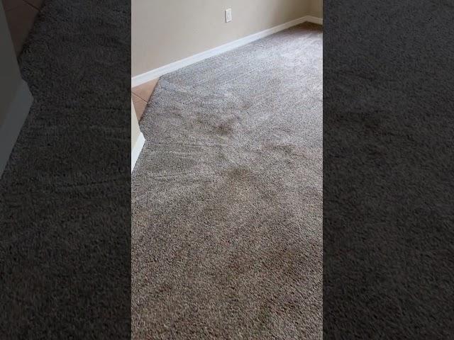 Carpet Cleaning in Brooksville FL   Steam Medic Cleaning