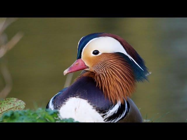 Mandarin Ducks